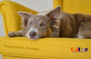 How to Treat Dogs with Separation Anxiety