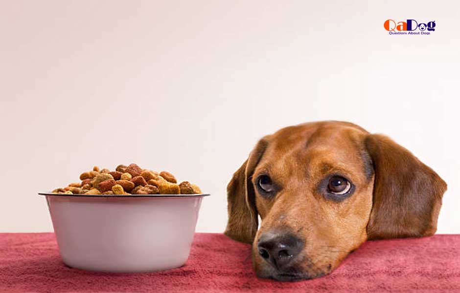 What To Add To Dry Dog Food For Picky Eaters