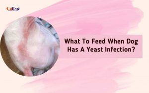 What To Feed When Dog Has A Yeast Infection