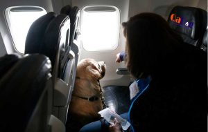 Which Airline Will Let You Buy A Seat For Your Dog