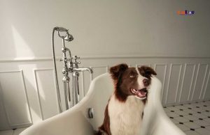 Best Tub Attachment For Dog Washing