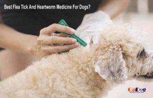 What Is The Best Flea Tick And Heartworm Medicine For Dogs