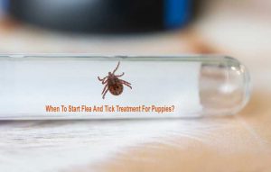 When To Start Flea And Tick Treatment For Puppies