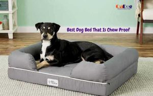 Best Dog Bed That Is Chew Proof