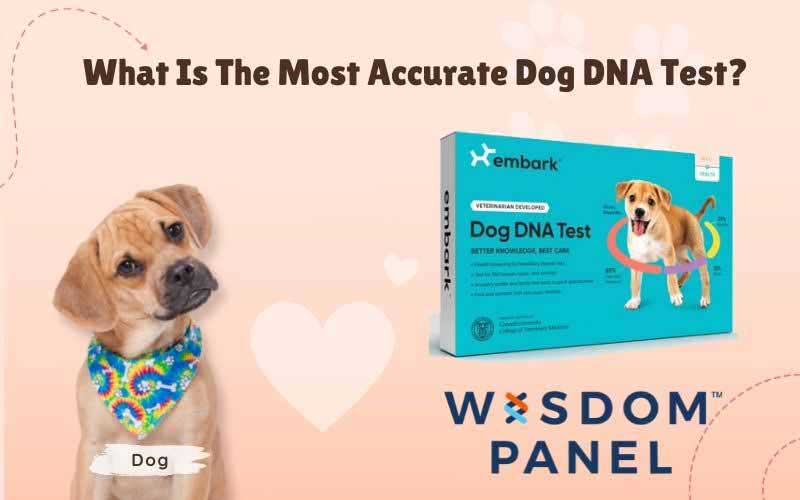 What Is The Most Accurate Dog DNA Test