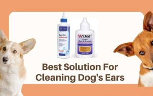 Best Solution for Cleaning Dogs Ears