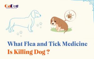 What Flea and Tick Medicine Is Killing Dogs
