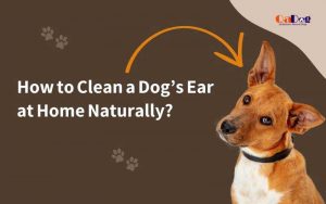 How To Clean Dog Ears At Home Naturally