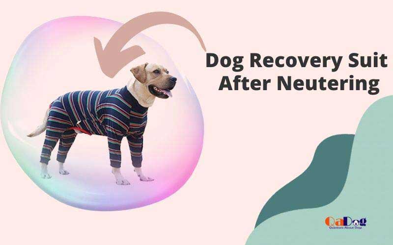 Best Dog Recovery Suit After Neutering