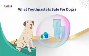What Toothpaste Is Safe For Dogs