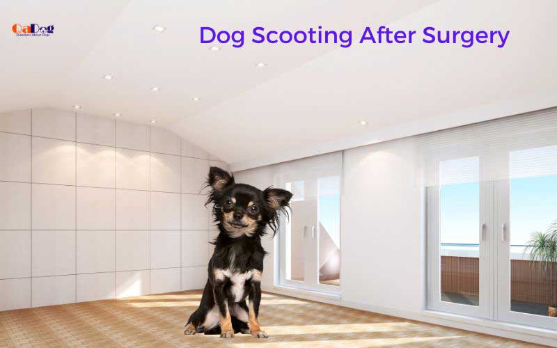 How to Keep Dog from Scooting after Surgery