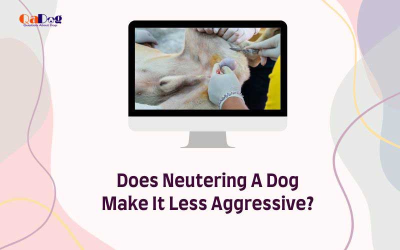 Does Neutering A Dog Make It Less Aggressive