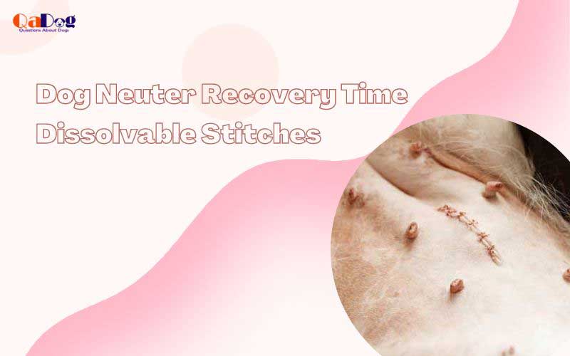 Dog Neuter Recovery Time Dissolvable Stitches
