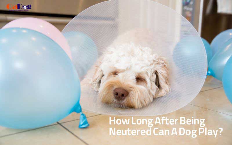 How Long After Being Neutered Can A Dog Play