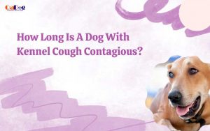 How Long Is A Dog With Kennel Cough Contagious