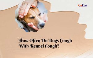 How Often Do Dogs Cough With Kennel Cough