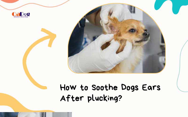 How To Soothe Dogs Ears After Plucking
