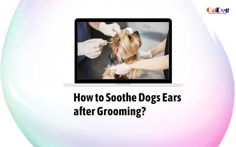 How to Soothe Dogs Ears after Grooming