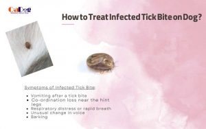 How to Treat Infected Tick Bite on Dog
