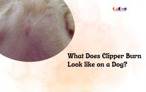 What Does Clipper Burn Look like on a Dog