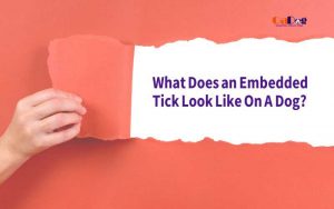 What Does an Embedded Tick Look Like On A Dog