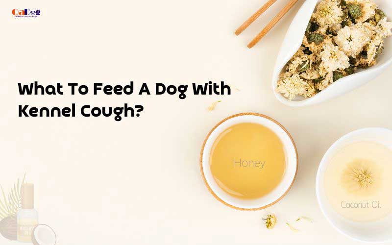 What To Feed A Dog With Kennel Cough