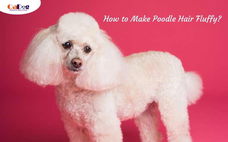 How to Make Poodle Hair Fluffy