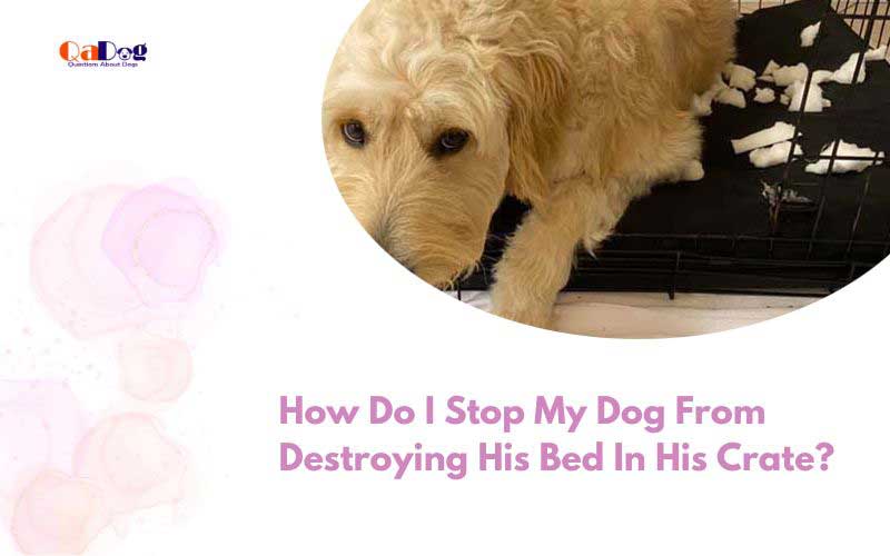 How Do I Stop My Dog from Destroying His Bed in His Crate