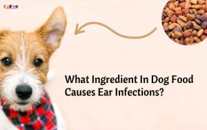 What Ingredient in Dog Food Causes Ear Infections