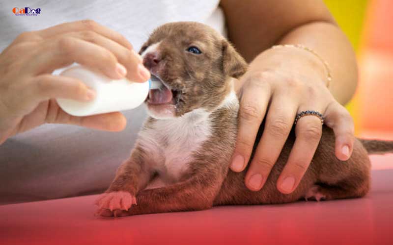 What to feed newborn puppies without mother