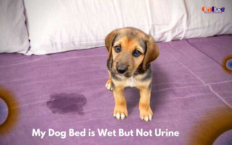 my dog bed is wet but not urine