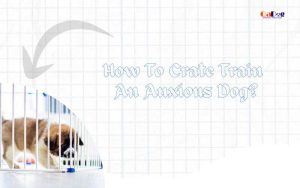 How to Crate Train an Anxious Dog