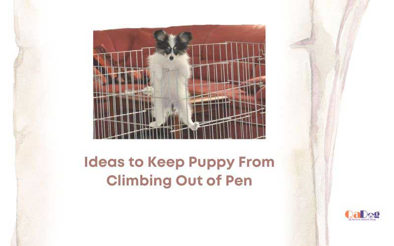 Ideas to keep puppy from climbing out of pen