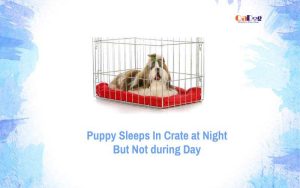 Puppy Sleeps In Crate at Night but Not during Day
