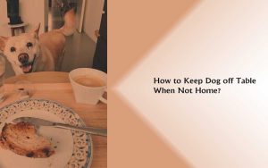 How to Keep Dog off Table When Not Home