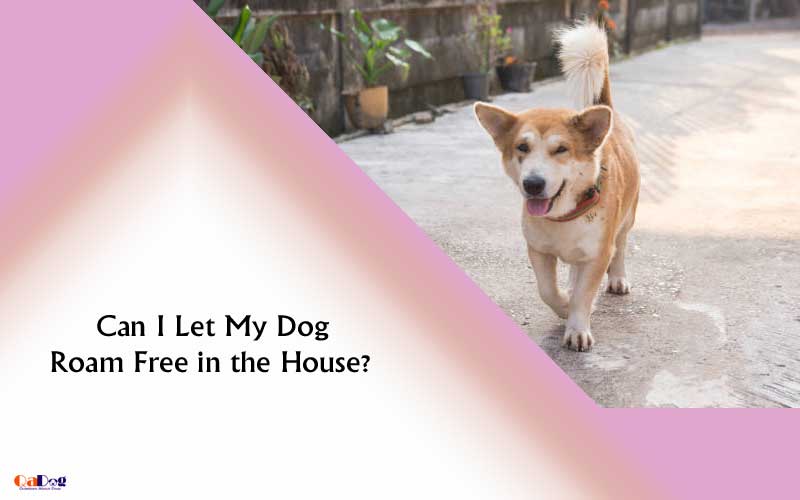 Can I Let My Dog Roam Free in the House?