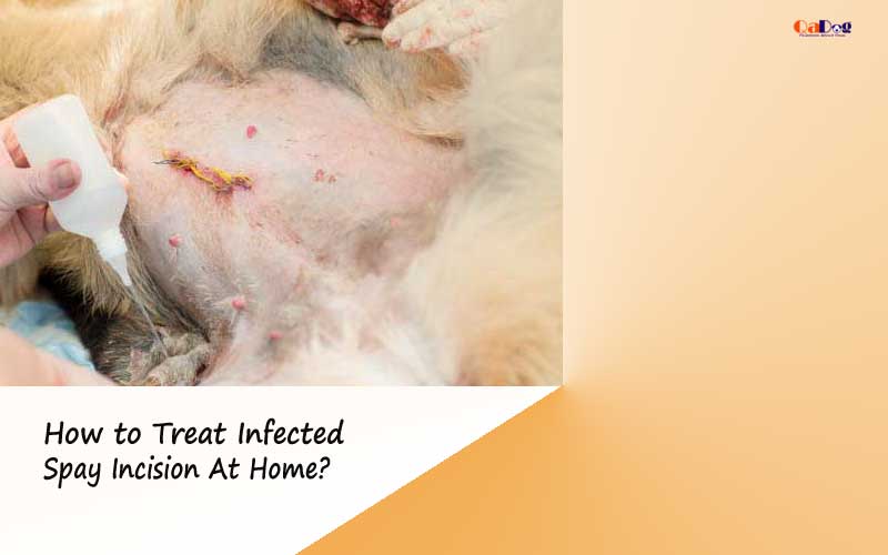 How to Treat Infected Spay Incision At Home