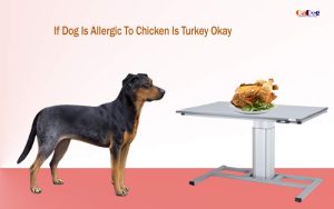 If Dog Is Allergic To Chicken Is Turkey Ok