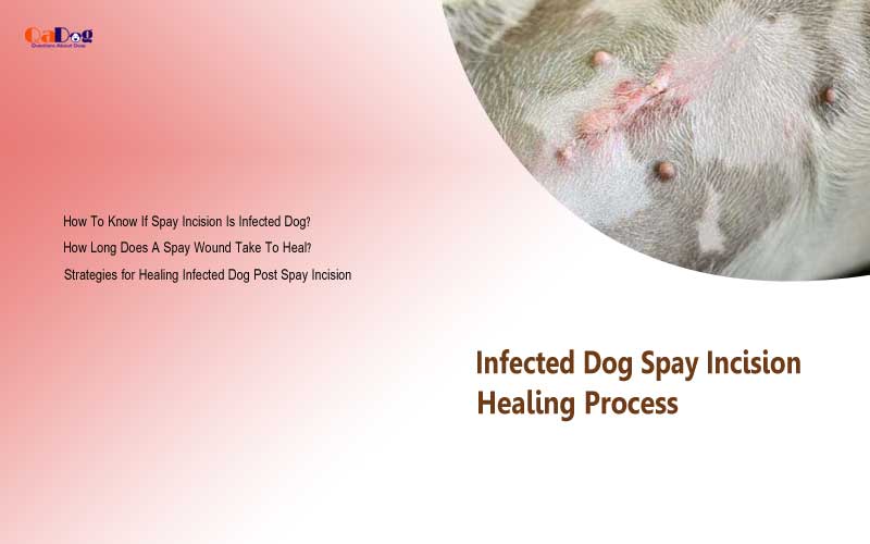 Infected Dog Spay Incision Healing Process