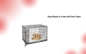 Dog Sleeps In Crate with Door Open