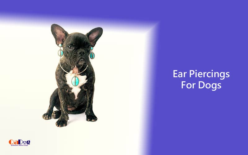 Ear Piercings for Dogs