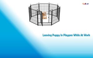 Leaving puppy in playpen while at work