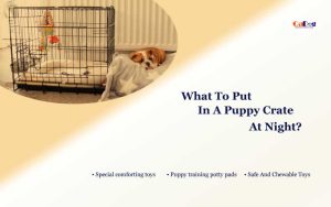 What To Put In A Puppy Crate At Night
