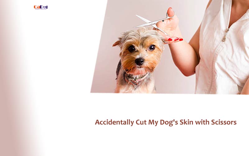 Accidentally Cut My Dog's Skin with Scissors