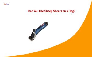 Can You Use Sheep Shears on a Dog