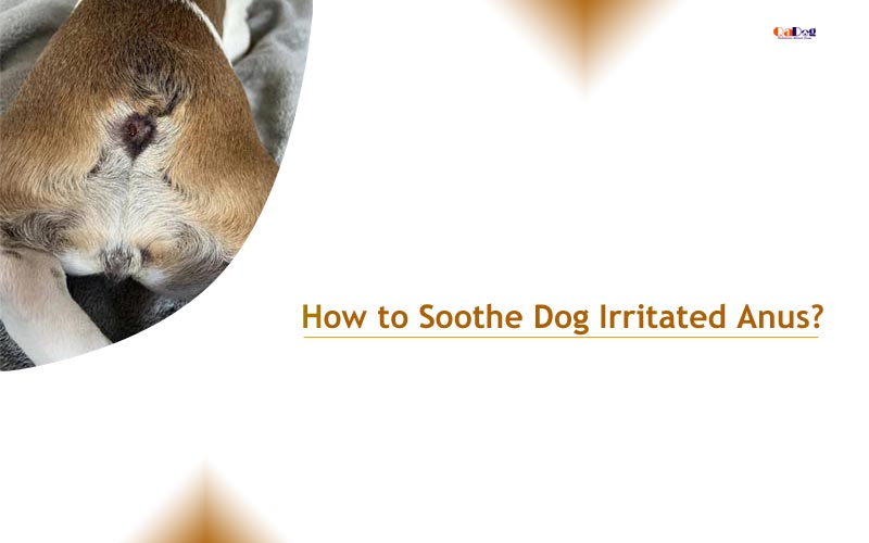 How to Soothe Dog Irritated Anus