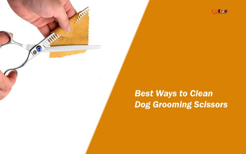 Ways to Clean Dog Grooming Scissors