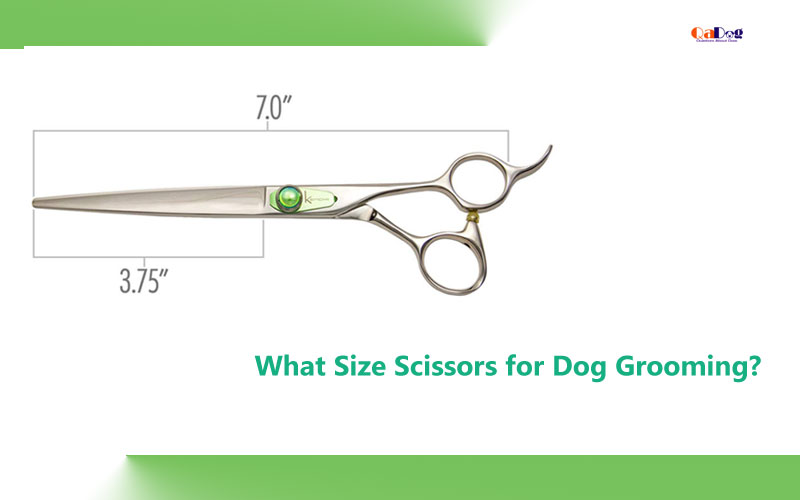 What Size Scissors for Dog Grooming