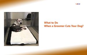What to Do When a Groomer Cuts Your Dog