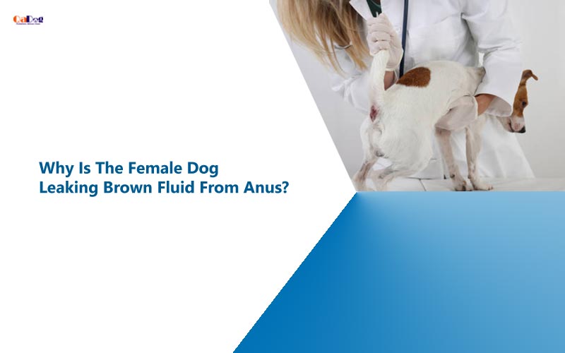 Why Is The Female Dog Leaking Brown Fluid From Anus